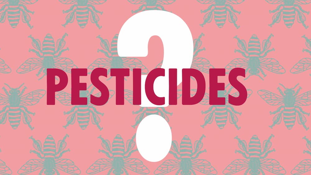 Image avec écrit Pesticides ? Sur un fond rose avec des dessins d'abeilles